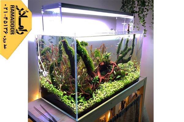 پالوداریوم شیشه ای